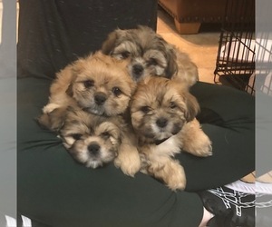 Shih Apso-Shih Tzu Mix Puppy for sale in SCOTTSDALE, AZ, USA