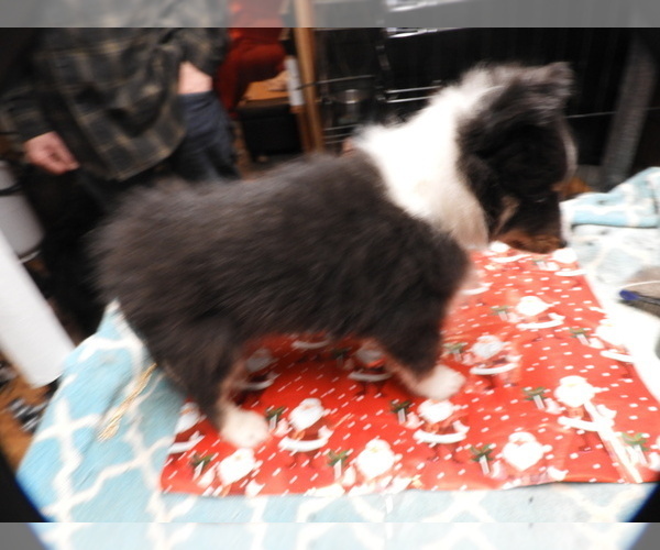 Medium Photo #2 Shetland Sheepdog Puppy For Sale in BAINBRIDGE, NY, USA