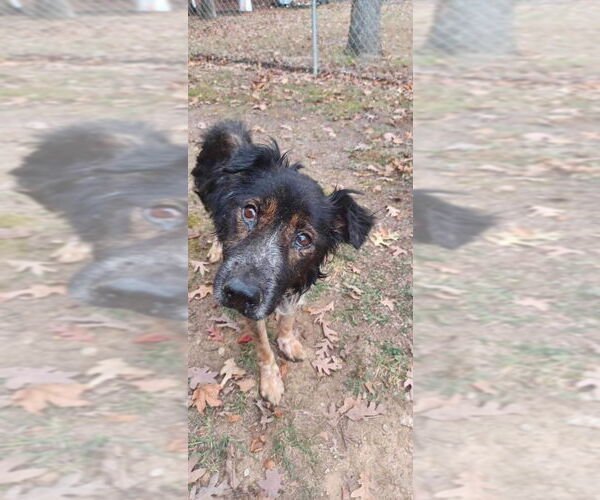 Medium Photo #3 Border-Aussie Puppy For Sale in Springdale, PA, USA