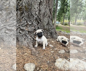 Pug Puppy for sale in BETHEL, WA, USA