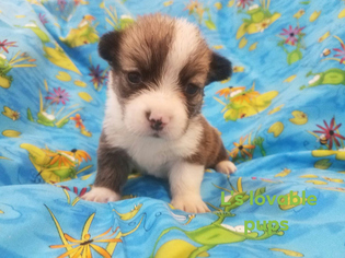 Pembroke Welsh Corgi Puppy for sale in ASHEBORO, NC, USA