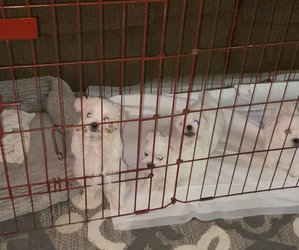 Maltese Puppy for sale in GARDEN GROVE, CA, USA