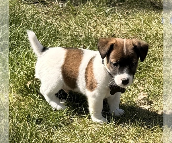 Medium Photo #3 Jack Russell Terrier Puppy For Sale in FREEMAN, MO, USA