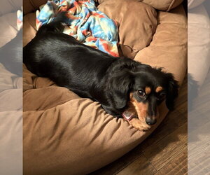 Roxie in TN - Female Dachshund Dog for Adoption - Photo #2