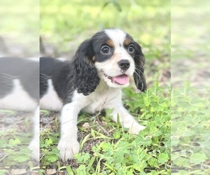 Cavalier King Charles Spaniel Puppy for Sale in SAINT CLOUD, Florida USA