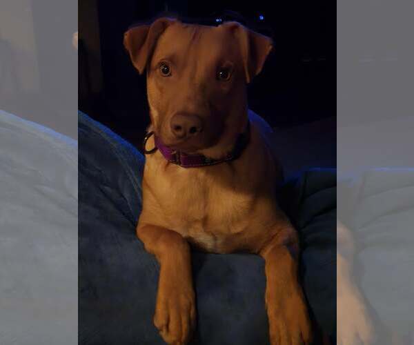 Medium Photo #3 American Pit Bull Terrier-Labrador Retriever Mix Puppy For Sale in Minneapolis, MN, USA