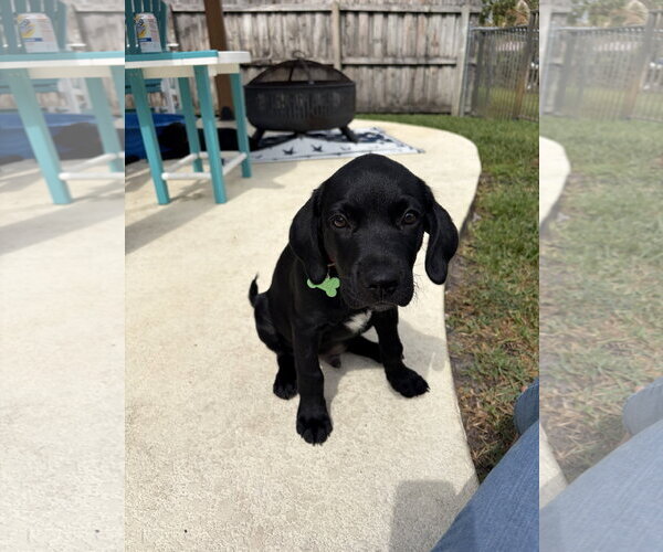 Medium Photo #3 Labrador Retriever-Unknown Mix Puppy For Sale in Royal Palm Beach, FL, USA