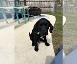 Small #2 Labrador Retriever Mix