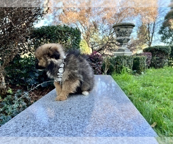 Medium Photo #64 Pomeranian Puppy For Sale in HAYWARD, CA, USA