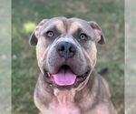 Small #1 American Pit Bull Terrier Mix