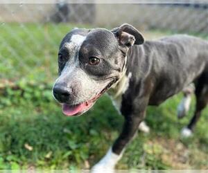 Mutt Dogs for adoption in Peoria, IL, USA