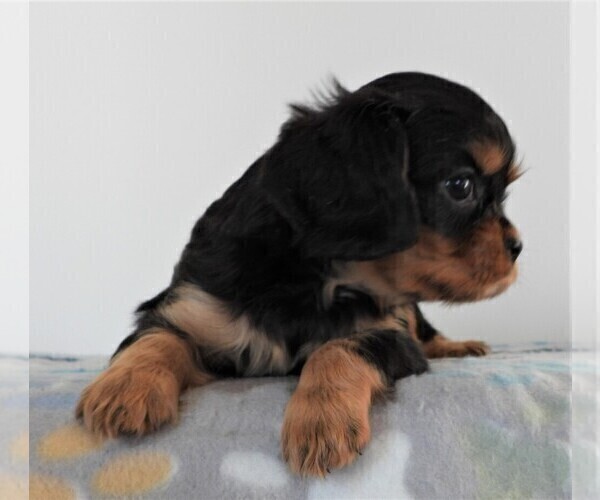 Medium Photo #6 Cavalier King Charles Spaniel Puppy For Sale in CARLISLE, KY, USA