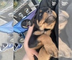 Small Photo #5 Rottweiler Puppy For Sale in SHELBYVILLE, IL, USA