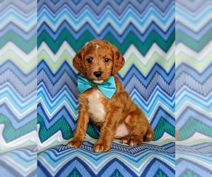 Miniature Labradoodle Puppy for sale in QUARRYVILLE, PA, USA