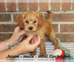 Small #4 Cockapoo