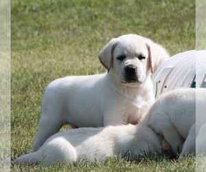 Labrador Retriever Puppy for sale in EAU CLAIRE, WI, USA