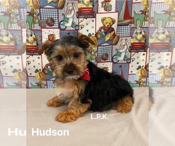 Medium Photo #1 Yorkshire Terrier Puppy For Sale in WINNSBORO, LA, USA