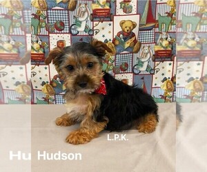 Yorkshire Terrier Puppy for sale in WINNSBORO, LA, USA