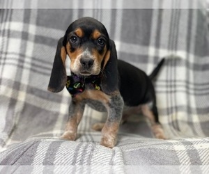 Beagle Puppy for sale in LAKELAND, FL, USA
