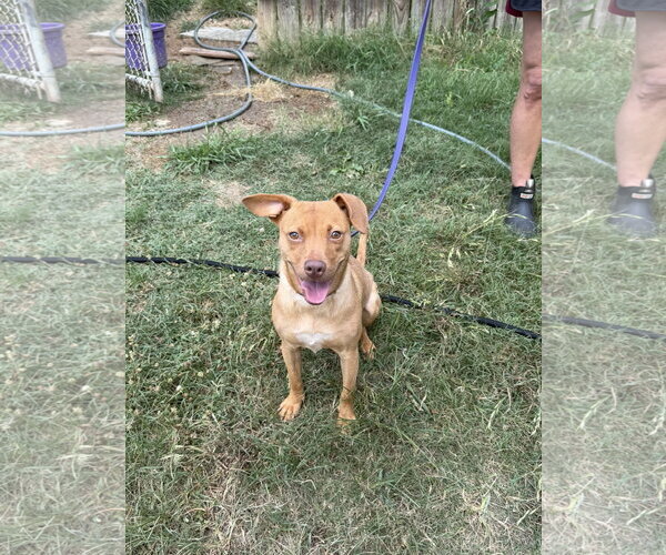 Medium Photo #1 Chihuahua-Labrador Retriever Mix Puppy For Sale in Jackson, MS, USA
