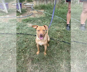 Chihuahua-Labrador Retriever Mix Dogs for adoption in Jackson, MS, USA