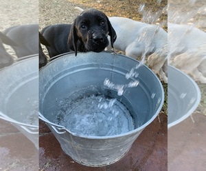 Labrador Retriever Puppy for sale in BLOOMINGDALE, GA, USA
