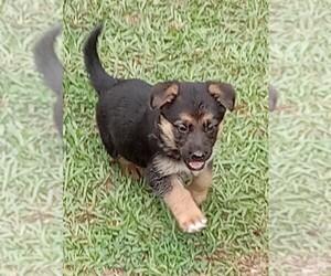 German Shepherd Dog Puppy for sale in PELZER, SC, USA