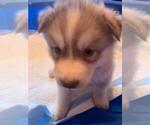 Small Photo #1 Siberian Husky Puppy For Sale in RINGGOLD, GA, USA