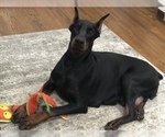 Small Photo #11 Doberman Pinscher Puppy For Sale in MACUNGIE, PA, USA