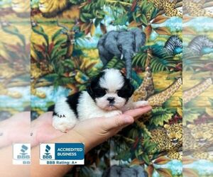 Shih Tzu Puppy for sale in WINNSBORO, LA, USA