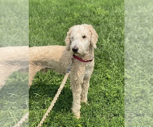 Medium Poodle (Standard)