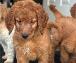 Small Photo #1 Goldendoodle Puppy For Sale in FRESNO, CA, USA
