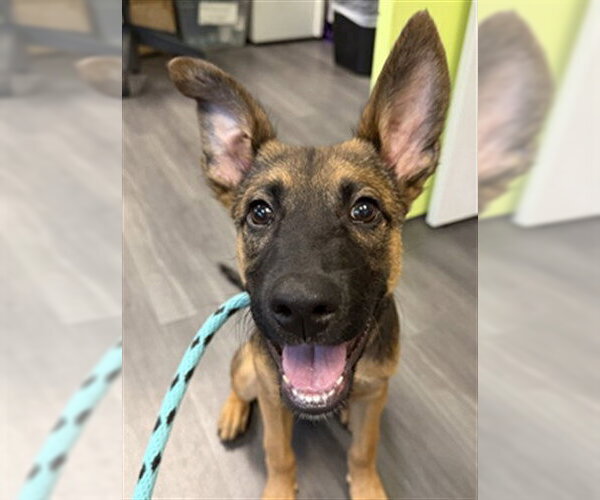 Medium Photo #1 German Shepherd Dog-Unknown Mix Puppy For Sale in Rancho Cucamonga, CA, USA