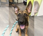 ASHTON - Male German Shepherd Dog-Unknown Mix Dog for Adoption - Small photo