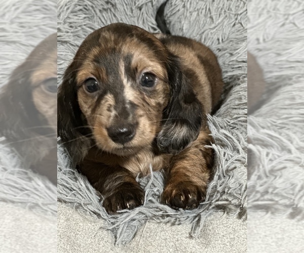 Medium Photo #2 Dachshund Puppy For Sale in HOUSTON, TX, USA