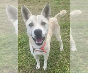 Akita-Siberian Husky Mix Dogs for adoption in Augusta, GA, USA