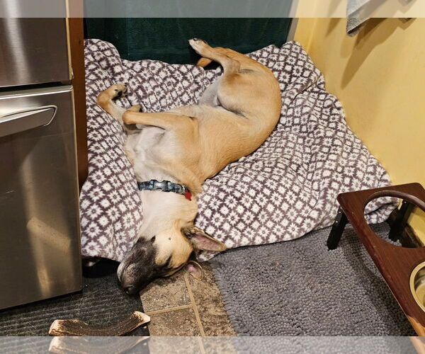 Medium Photo #7 Mutt Puppy For Sale in Stevens Point, WI, USA