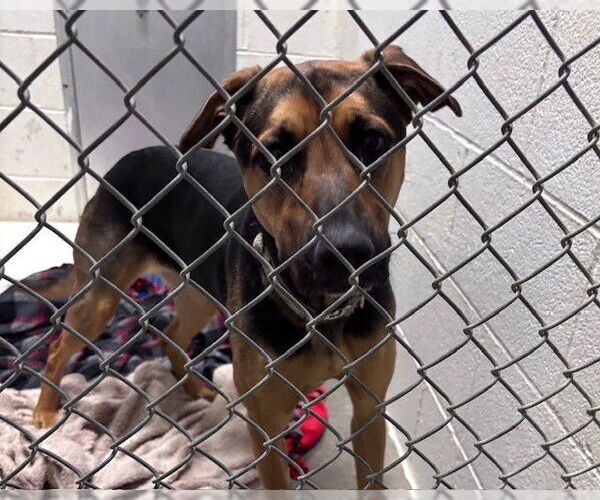 Medium Photo #1 German Shepherd Dog-Unknown Mix Puppy For Sale in Olathe, KS, USA