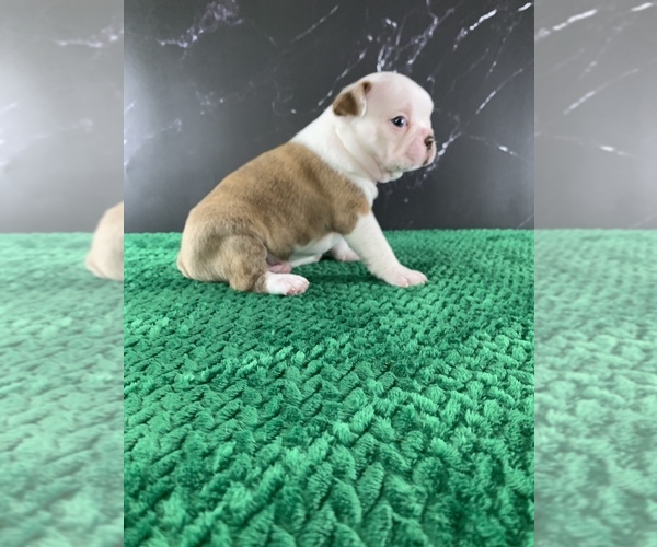 Medium Photo #9 Boston Terrier Puppy For Sale in TULARE, CA, USA