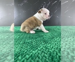 Small Photo #116 Boston Terrier Puppy For Sale in TULARE, CA, USA