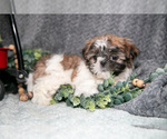Puppy Prissy Shih Tzu