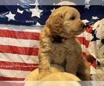 Small Photo #11 Goldendoodle Puppy For Sale in WACO, TX, USA