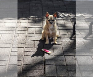 Gavin Ragnaruff - Male Mutt Dog for Adoption - Photo #5