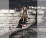 Small #4 Mutt