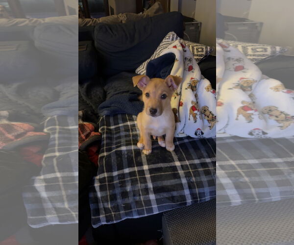 Medium Photo #4 Mutt Puppy For Sale in Brooklyn Center, MN, USA