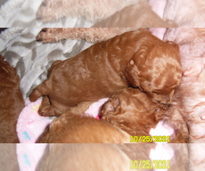 Poodle (Miniature) Puppy for sale in DULUTH, GA, USA