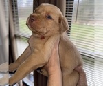 Small #2 Labrador Retriever