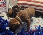Small #4 Boxer