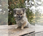 Image preview for Ad Listing. Nickname: Tinkerbell