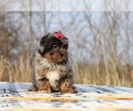 Small #9 ShihPoo